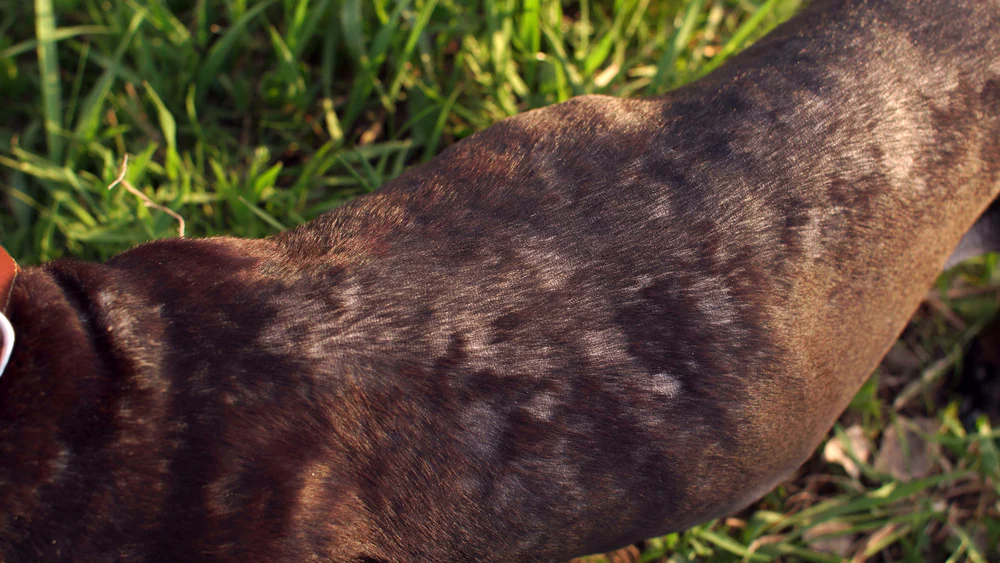 How Long To Quarantine Dog With Ringworm
