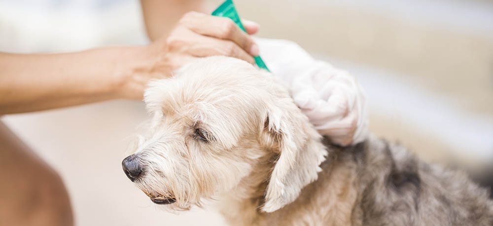 what cream can you put on dog sores