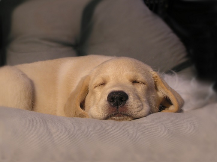 Signs Dog Is Adjusting to New Home at Night