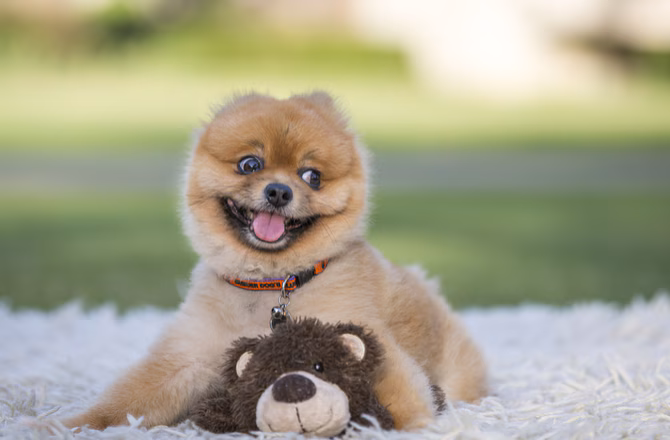 Little Dog That Looks Like a Teddy Bear