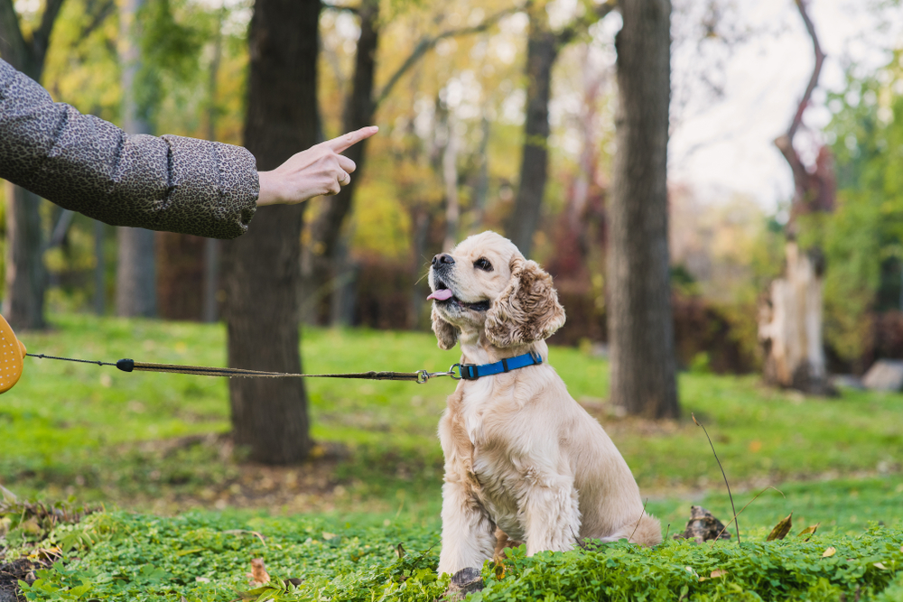 How to Train Your Dog to Not Bark at People