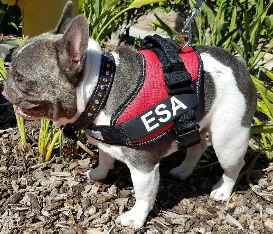 Can A Frenchie Be A Service Dog