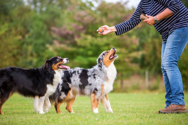 How To Train Two Dogs At Once