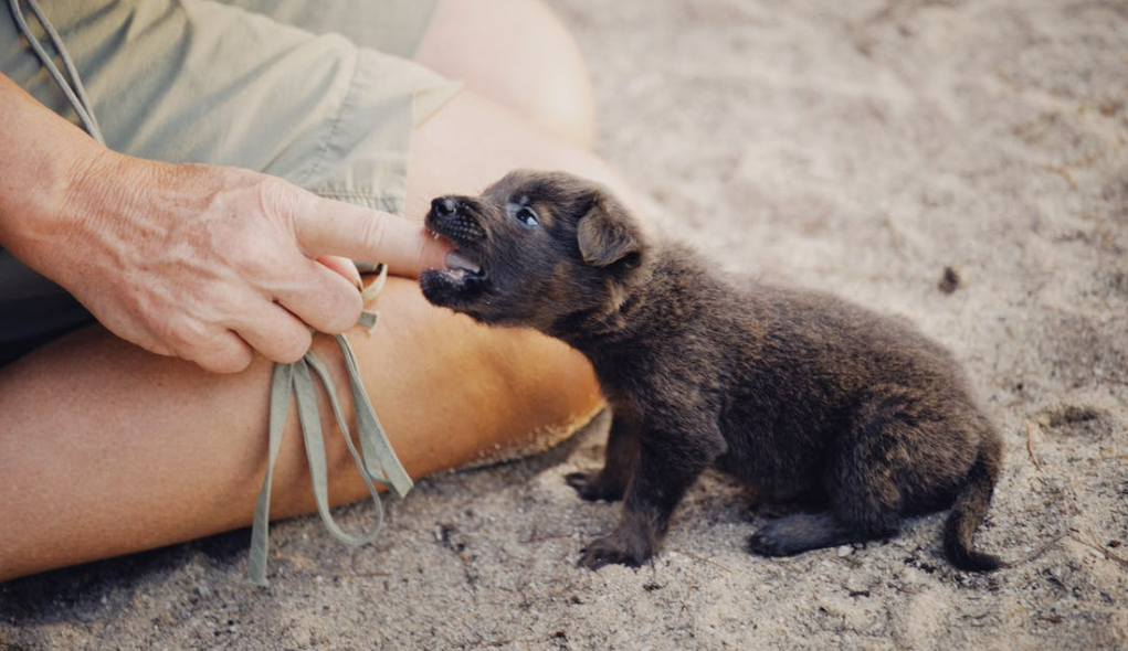 Reprimand Your Puppy