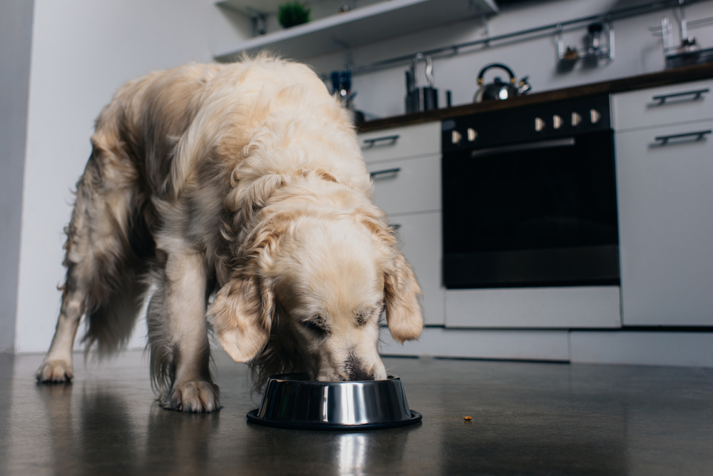 Best Time To Feed Puppy At Night