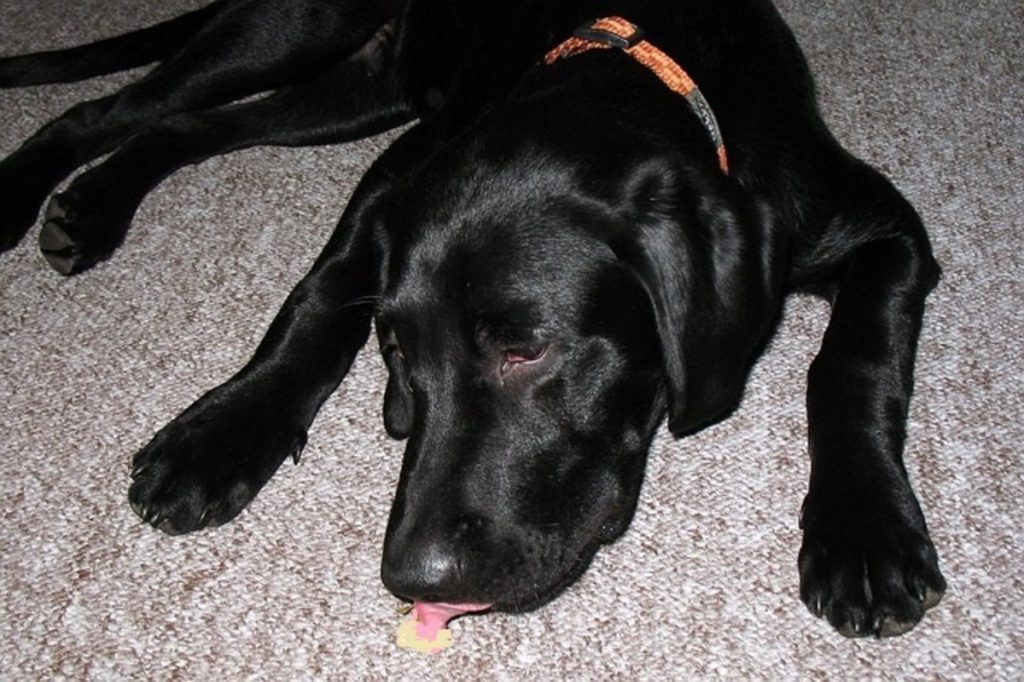 Why Does My Dog Lick Carpet