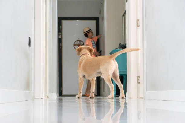 How to Have a Puppy and Work Full Time