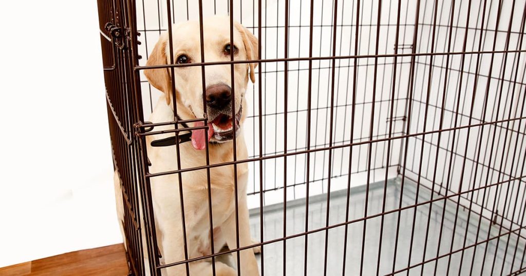 How to Get Dog to Stop Pooping in Crate