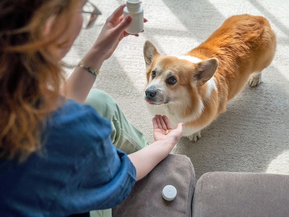Can You Give Dogs Imodium