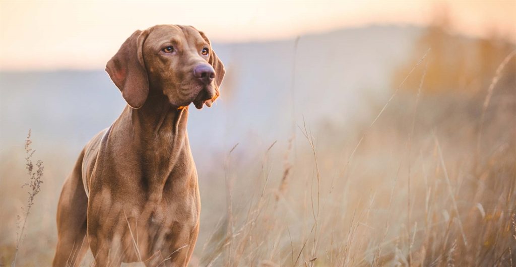 Dog Breed Beginning With H