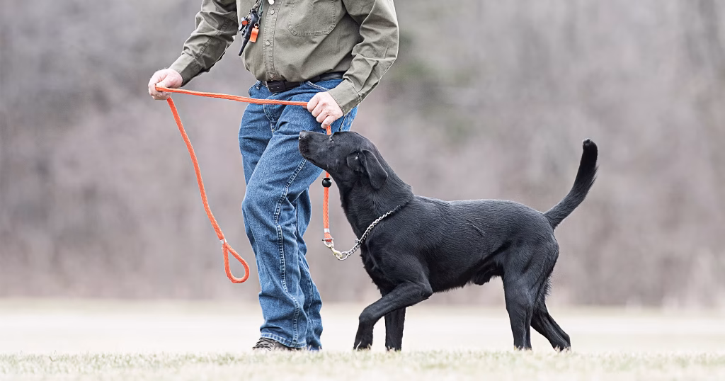 What Does Heel Mean in Dog Training