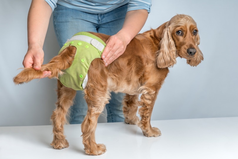 How To Put On A Dog Diaper