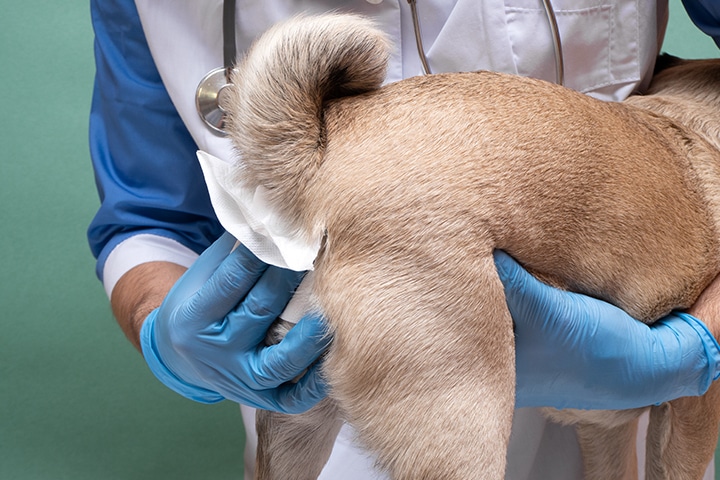 how do i express my dogs anal glands