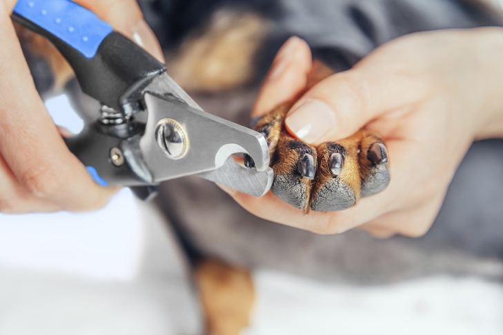 Best Way To Cut Dogs Nails