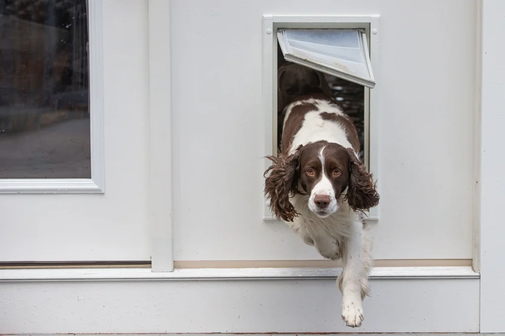 How To Train Dog To Use Dog Door