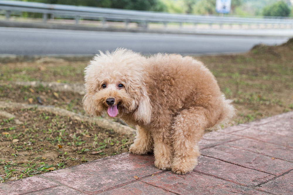 How To Make Dogs Poop Solid