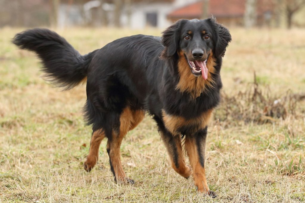 Dog Breed Beginning With H