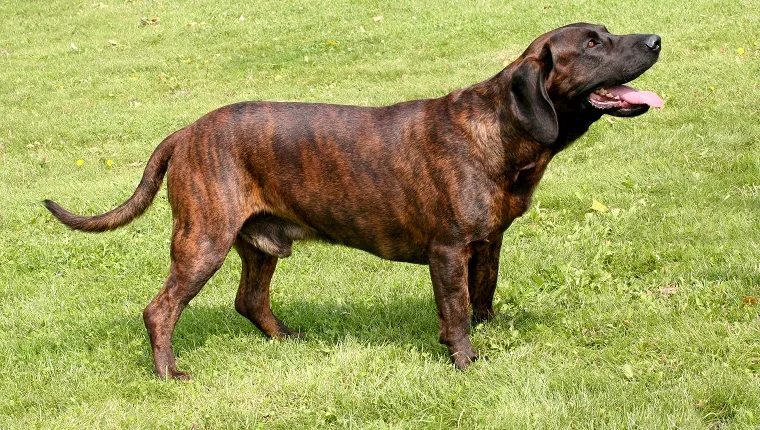 Dog Breed Beginning With H
