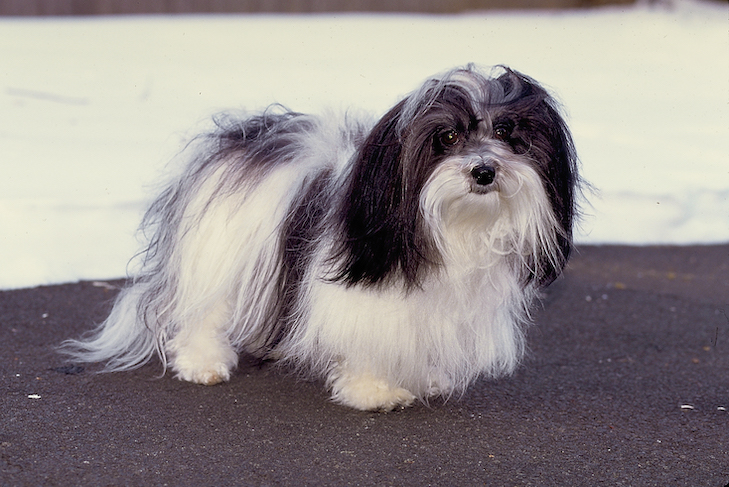 Dog Breed Beginning With H