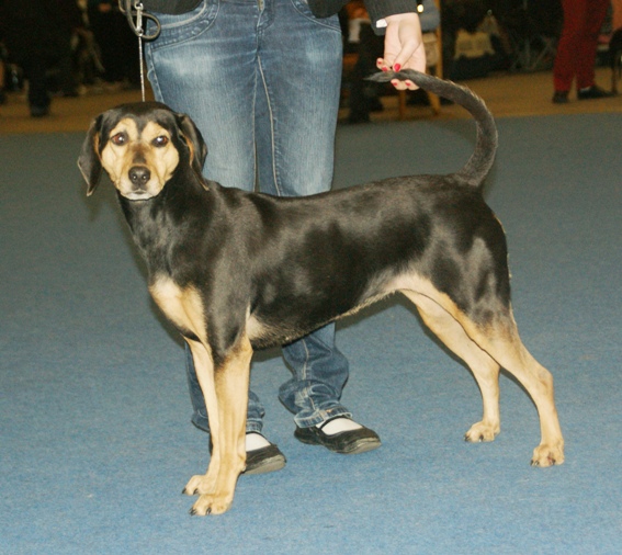 Dog Breed Beginning With H