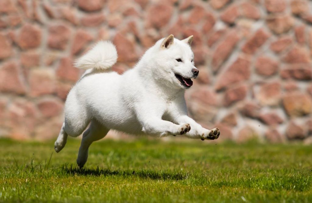 Dog Breed Beginning With H