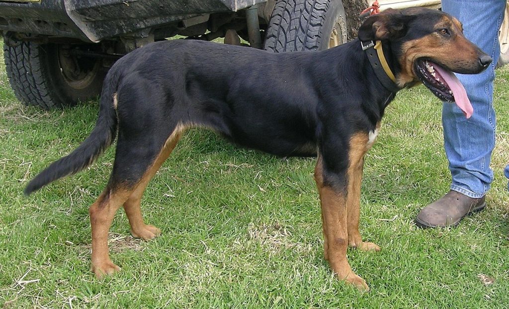 Dog Breed Beginning With H