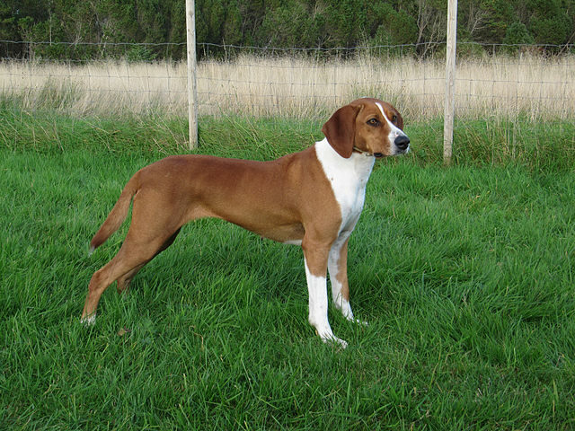 Dog Breed Beginning With H
