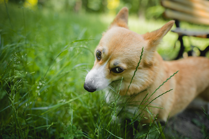 dog eats goose poop