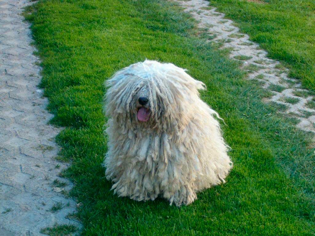 Dog Breed Beginning With H