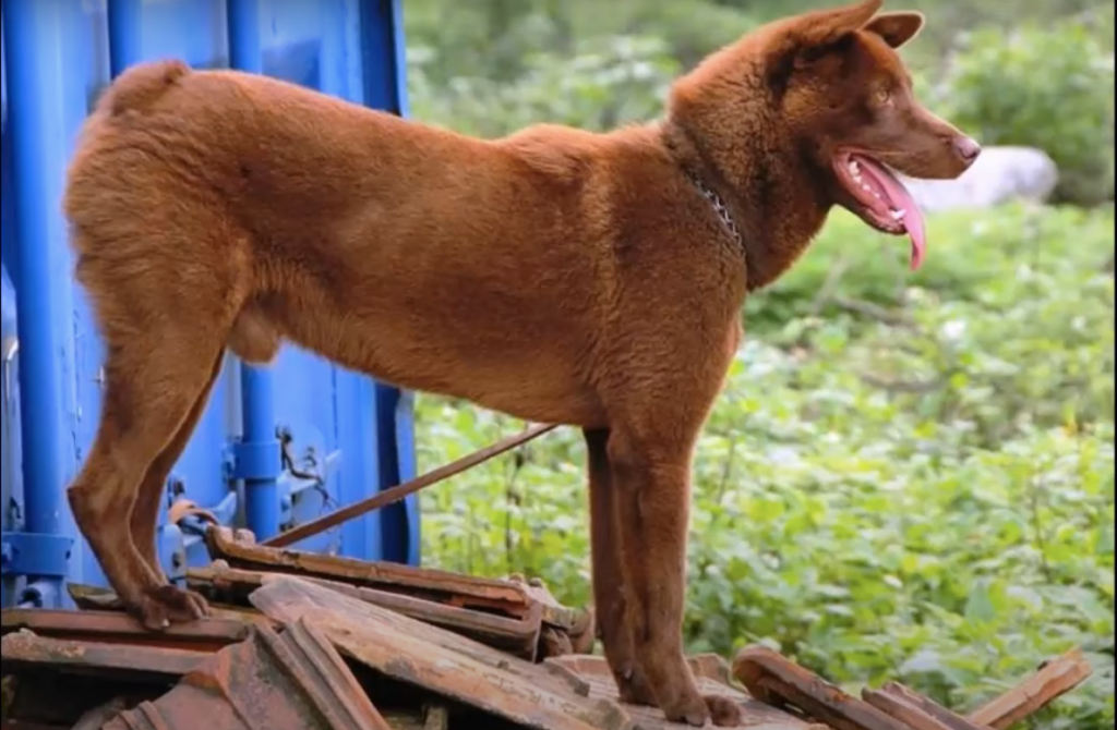 Dog Breed Beginning With H