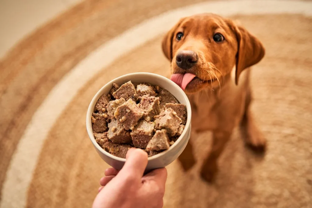 Can Adult Dogs Eat Puppy Food
