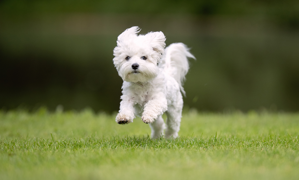 Dog Breed Beginning With H