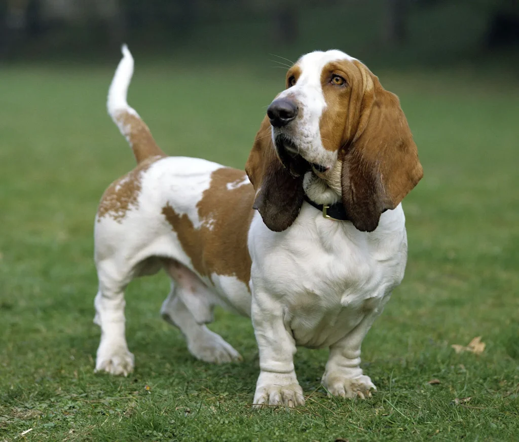 Dog Breed Beginning With H