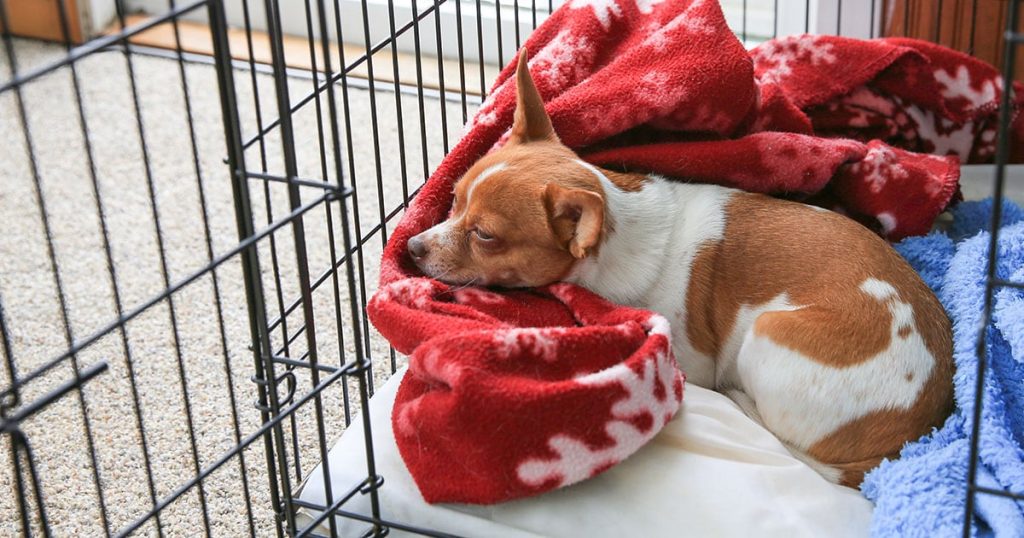 What To Put In A Puppy Crate