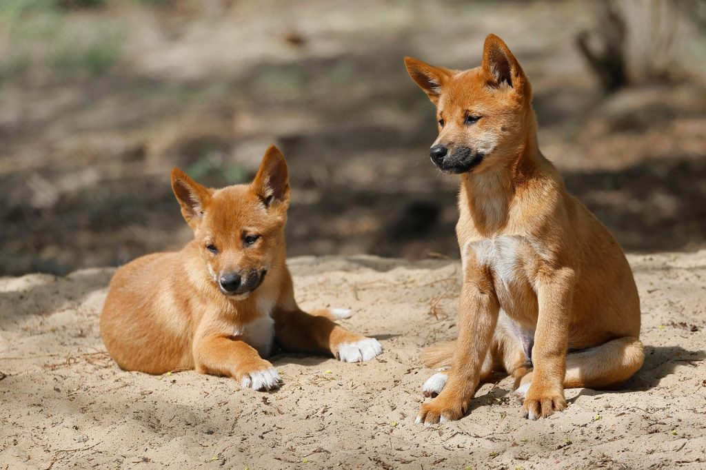 Dog Breed Beginning With H