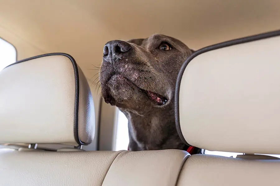 How To Calm Dog In Car