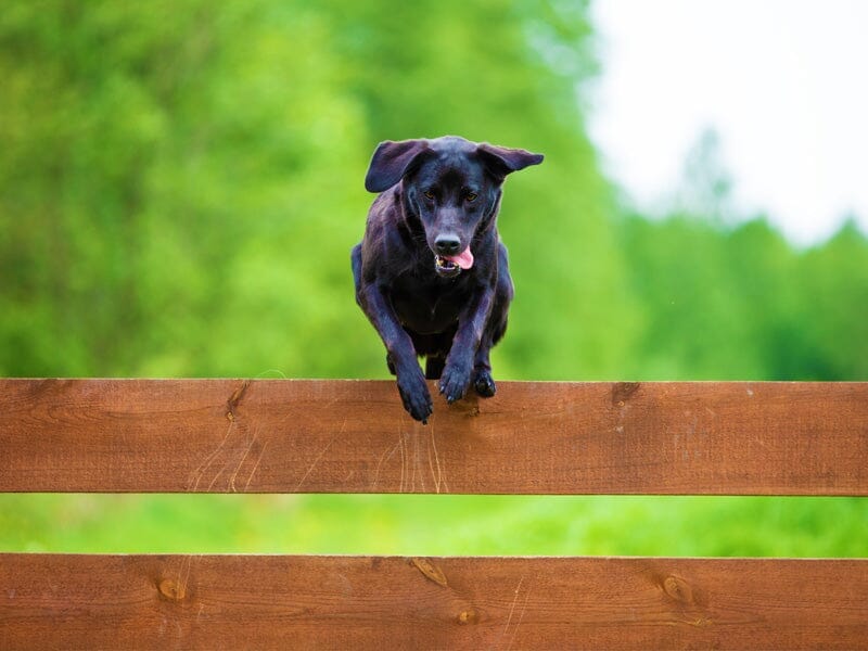 Prevent Dog From Jumping Fence
