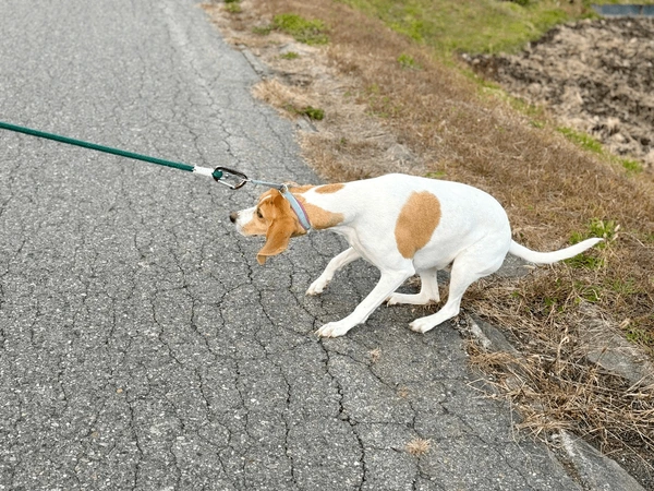 My Dog Doesn't Want To Walk
