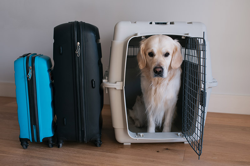 Best Dog For Traveling