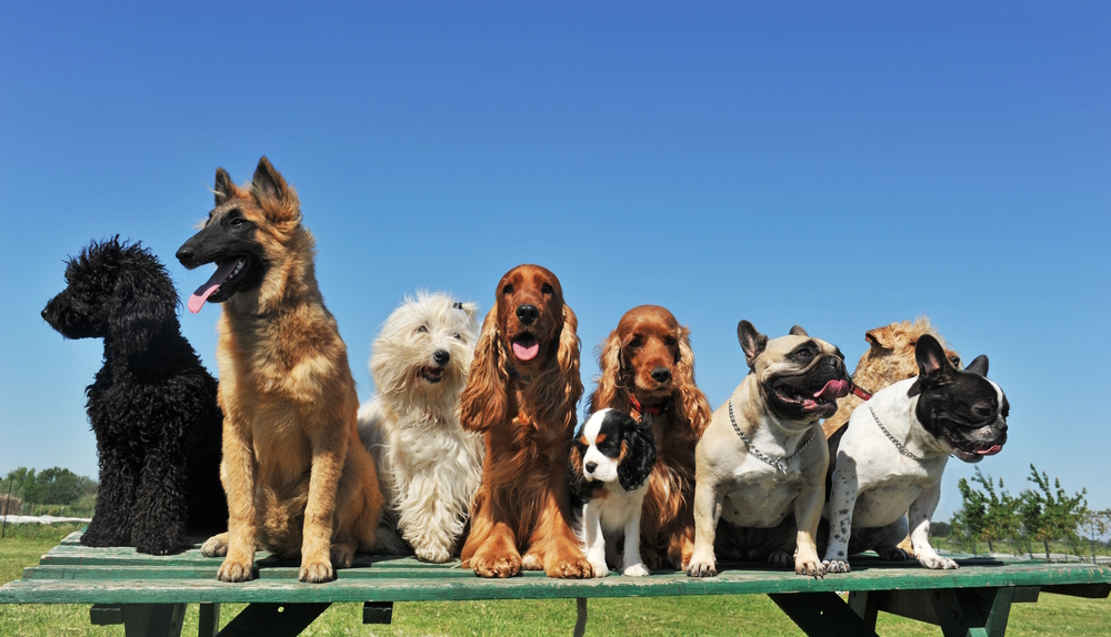 How Many Dogs Can You Have In Texas?