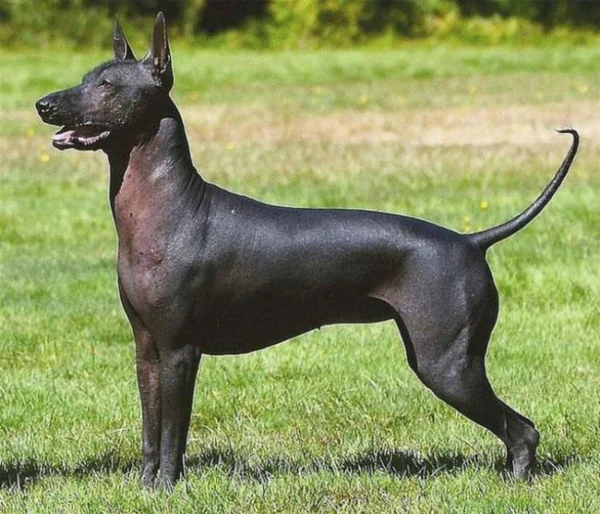 Dog Breed Beginning With H
