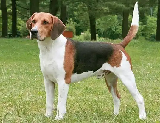 Dog Breed Beginning With H
