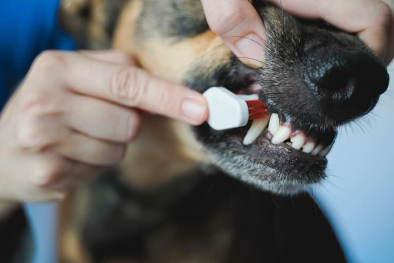 can dogs have cavities