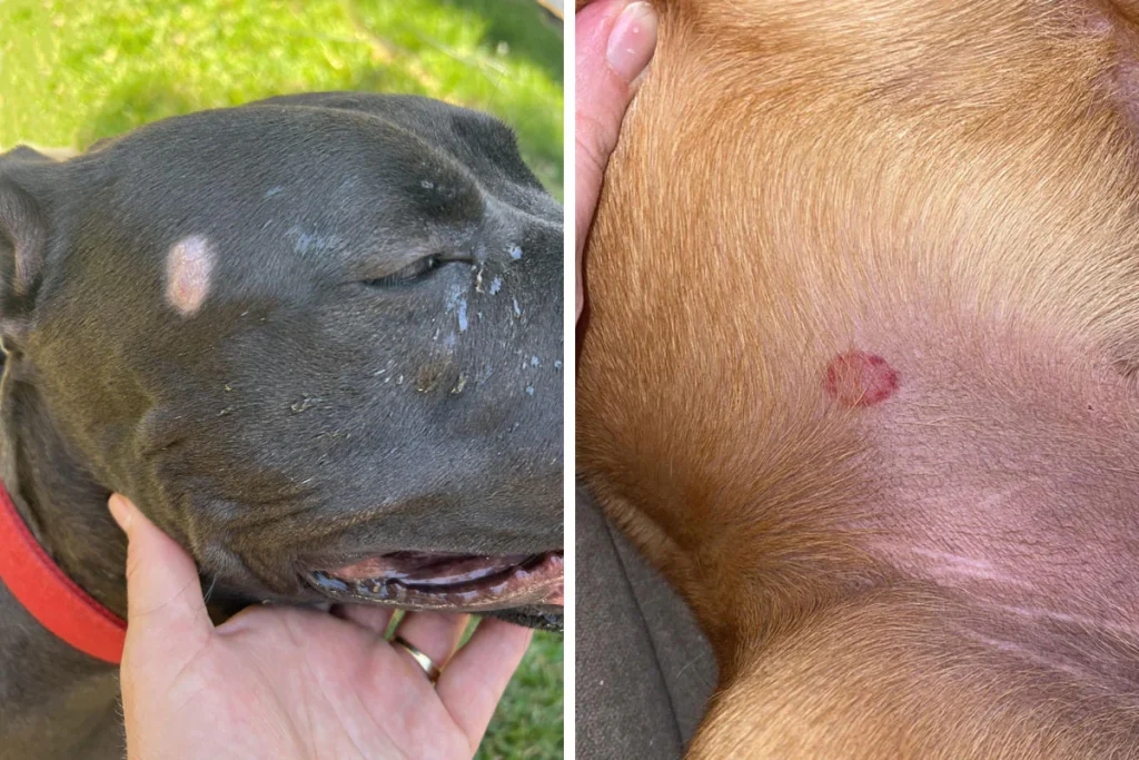 How Long To Quarantine Dog With Ringworm