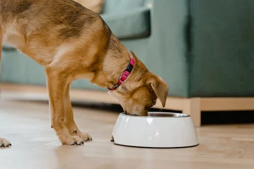 Are Greenies Healthy For Dogs