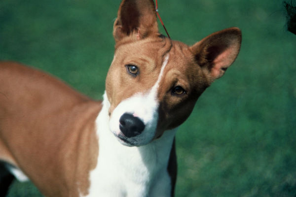 How To Deshed A Short Haired Dog