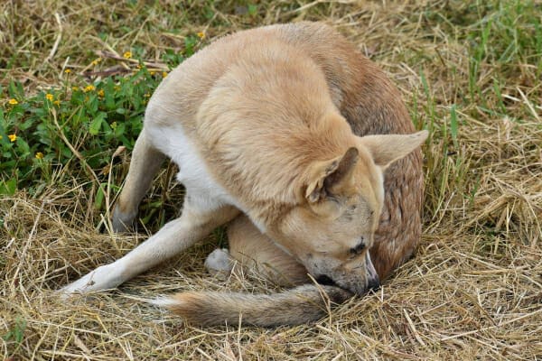 My Dog Keeps Licking His Tail Raw