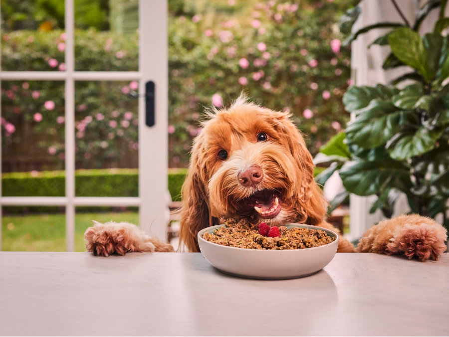 what do Cavoodles eat