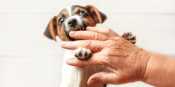 How To Stop A Puppy From Jumping Up And Biting