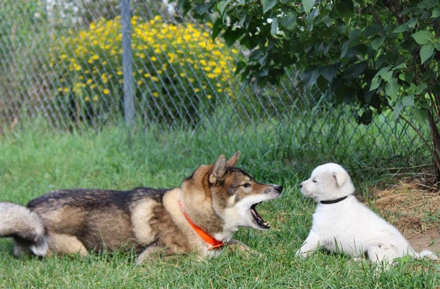 My Puppy Is Bullying My Older Dog